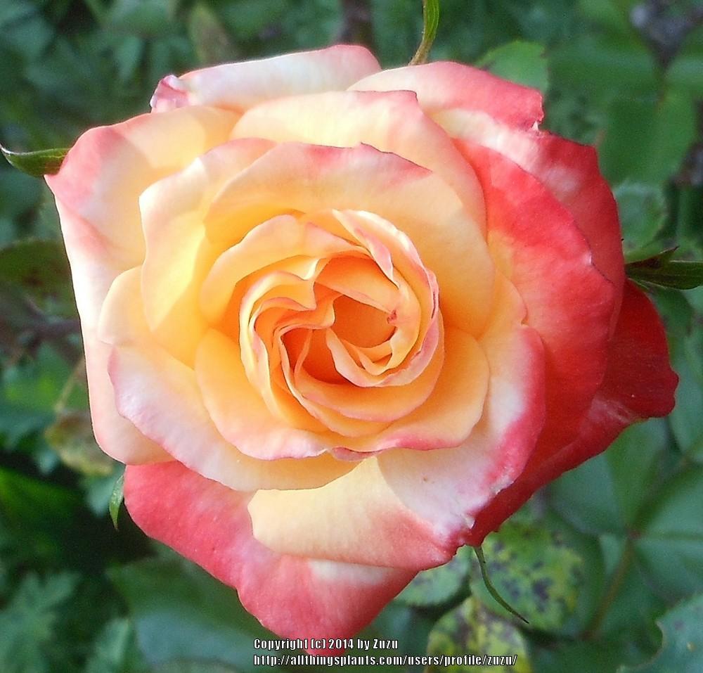 Photo of Rose (Rosa 'Confetti') uploaded by zuzu