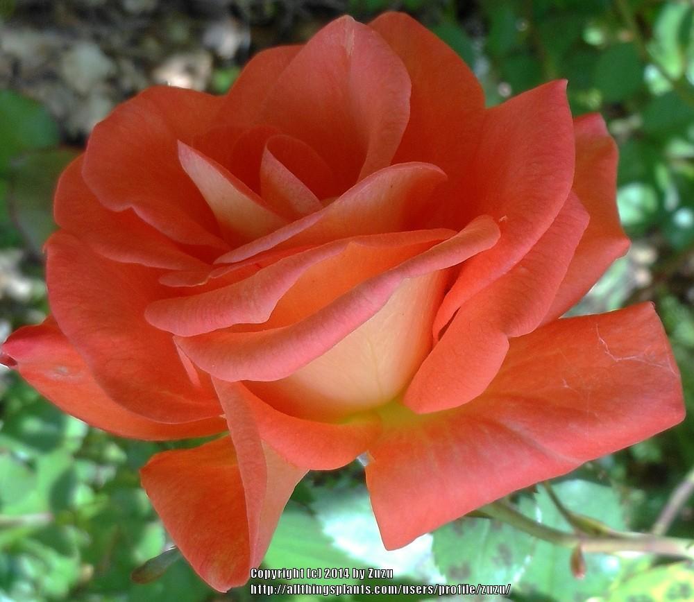 Photo of Rose (Rosa 'Zambra') uploaded by zuzu