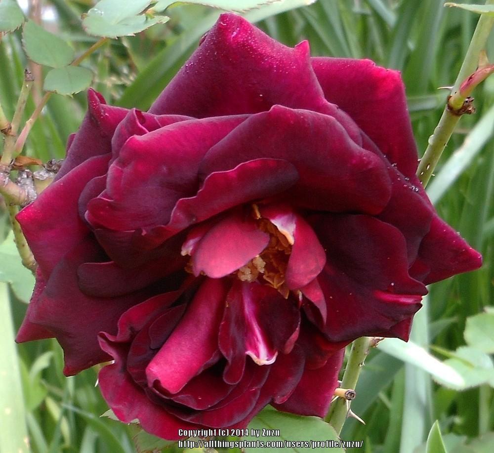 Photo of Rose (Rosa 'Nigrette') uploaded by zuzu
