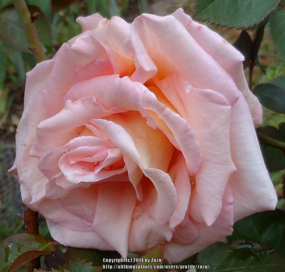 Photo of Rose (Rosa 'Scent-Sation') uploaded by zuzu