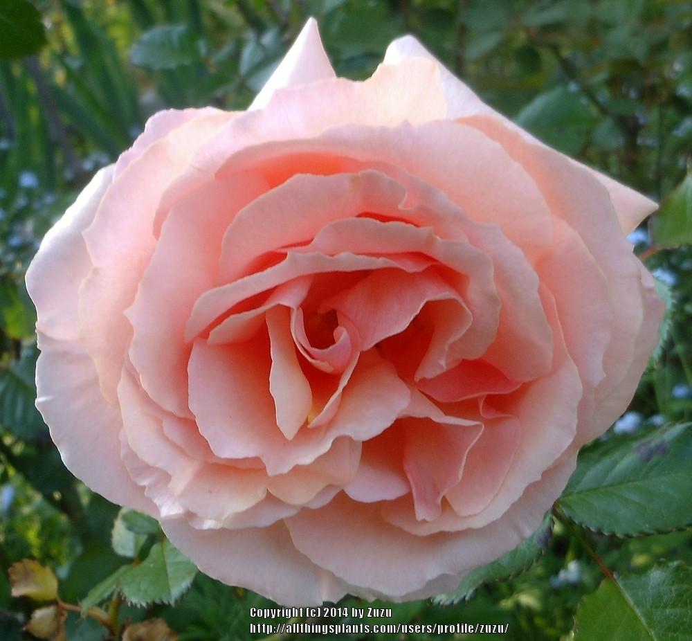 Photo of Rose (Rosa 'Auguste Gervais') uploaded by zuzu