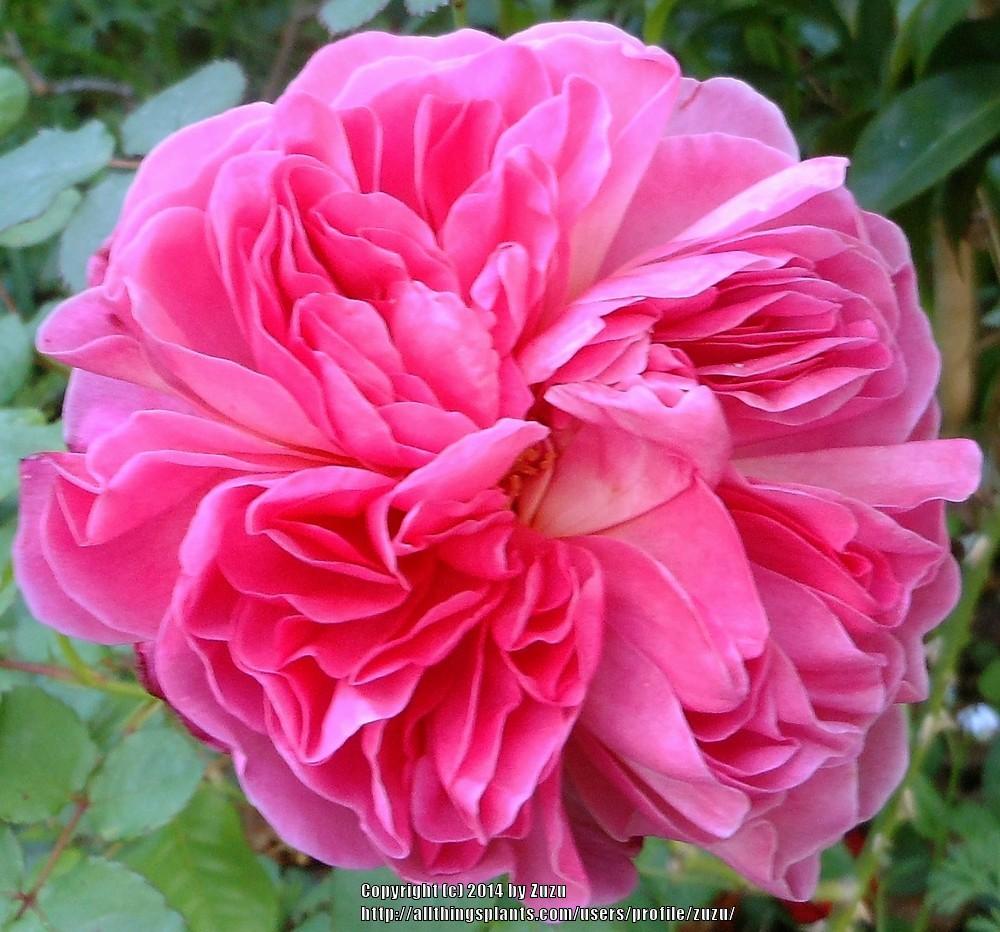 Photo of Rose (Rosa 'Jardins de Viels Maisons') uploaded by zuzu