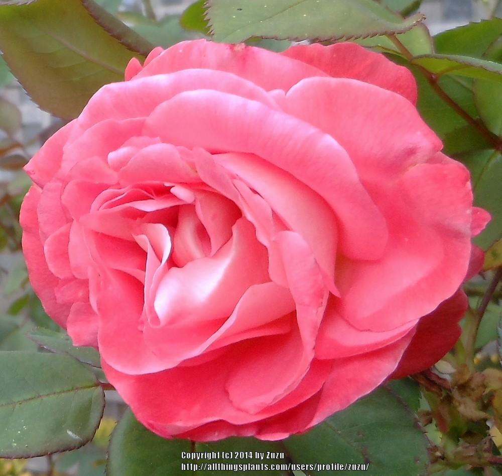 Photo of Rose (Rosa 'Brigadoon') uploaded by zuzu