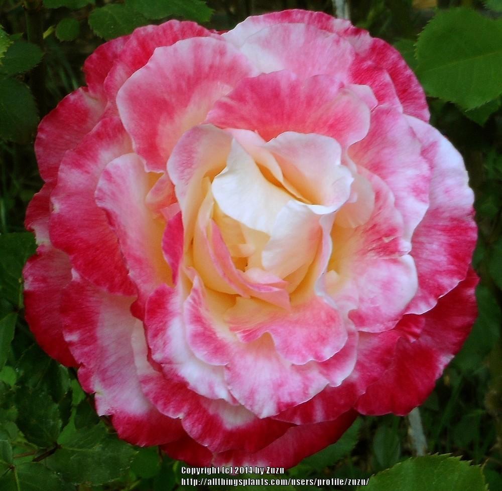 Photo of Hybrid Tea Rose (Rosa 'Double Delight') uploaded by zuzu
