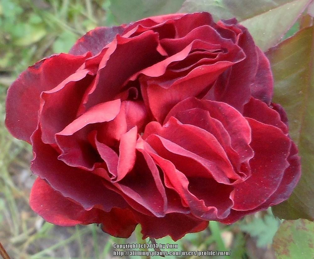 Photo of Rose (Rosa 'Brown Study') uploaded by zuzu