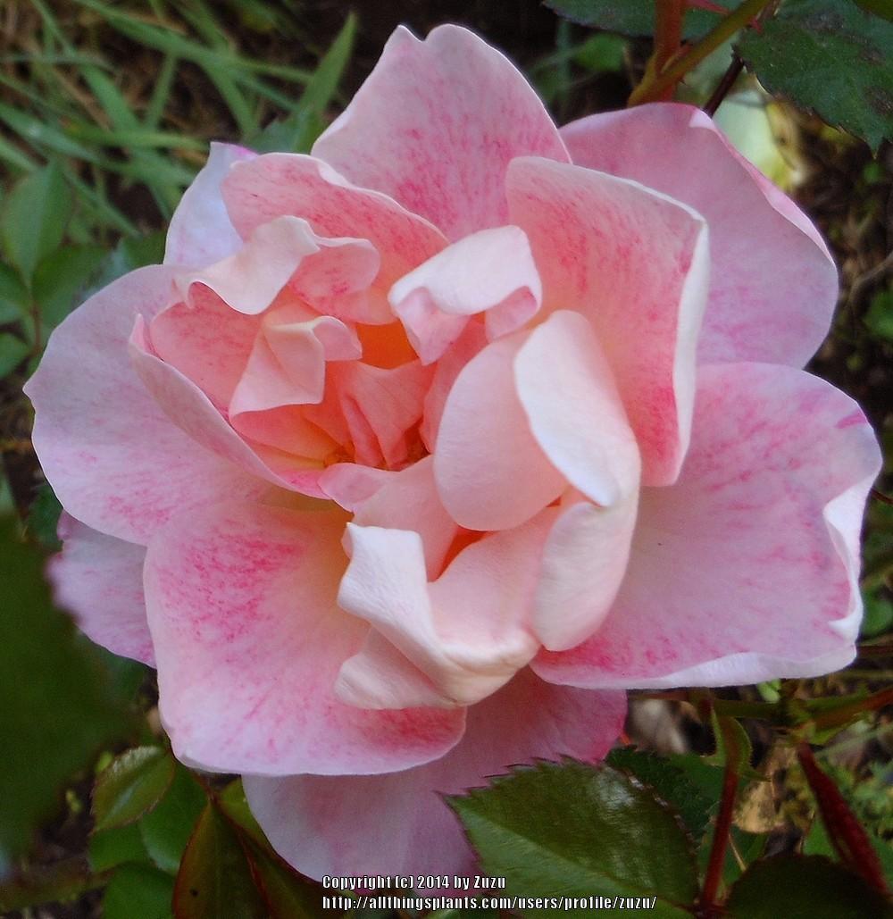 Photo of Rose (Rosa 'Lovestruck') uploaded by zuzu