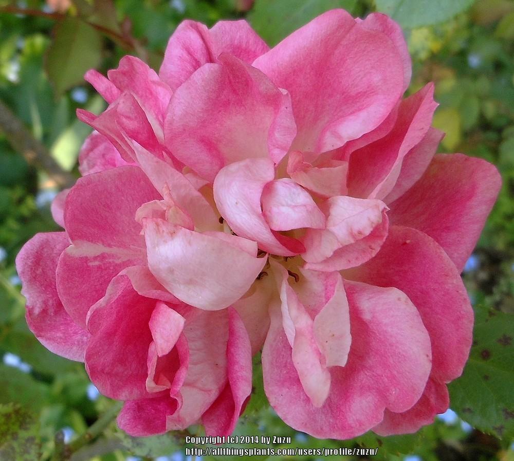 Photo of Rose (Rosa 'Acropolis') uploaded by zuzu