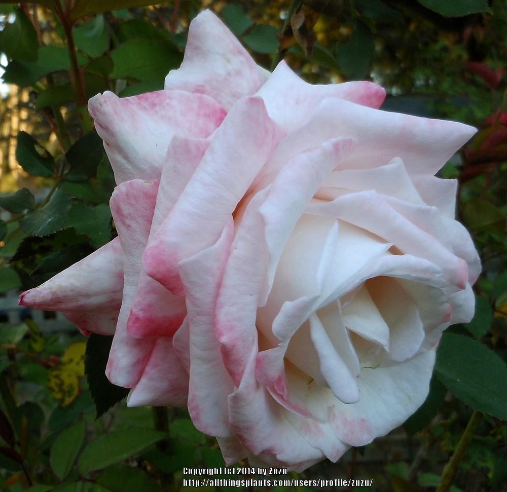 Photo of Rose (Rosa 'Lorise Wojciechowski') uploaded by zuzu