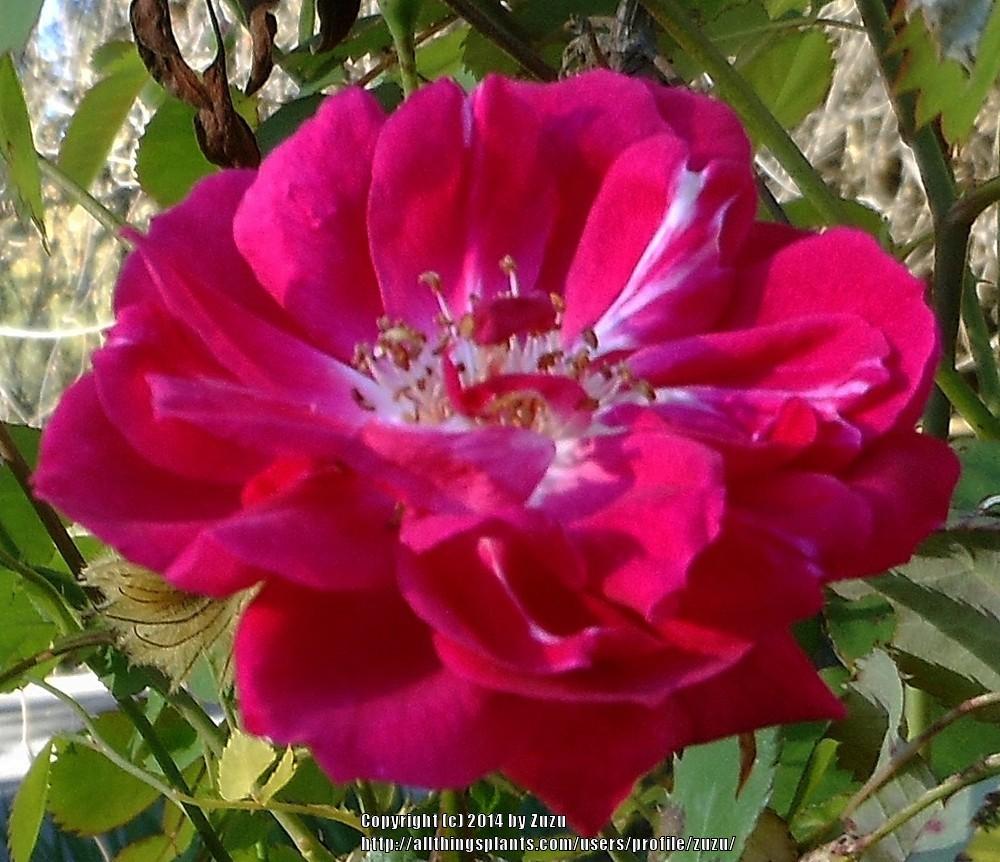 Photo of China Rose (Rosa 'Cramoisi Superieur') uploaded by zuzu