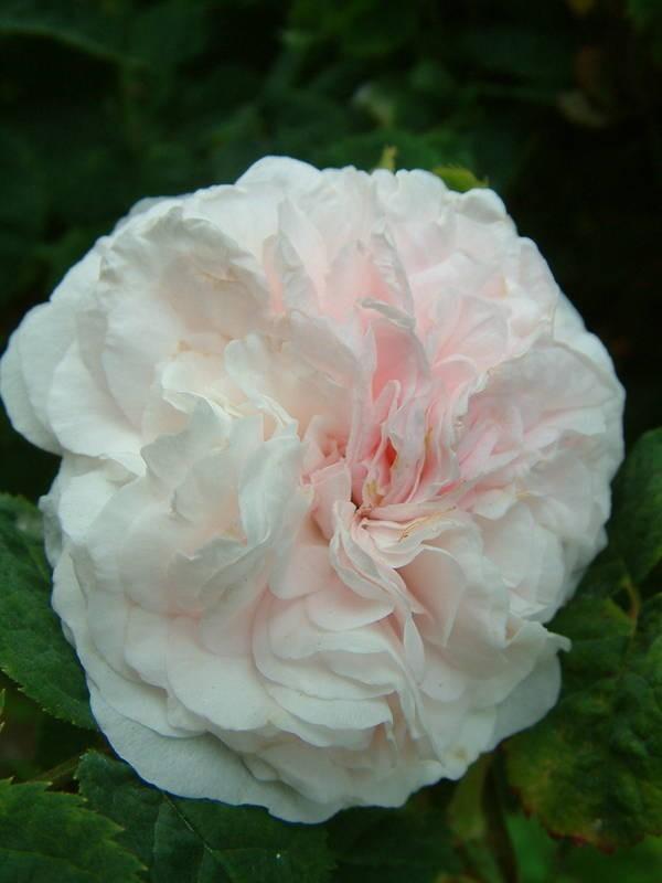 Photo of Rose (Rosa 'Felicite Parmentier') uploaded by Calif_Sue