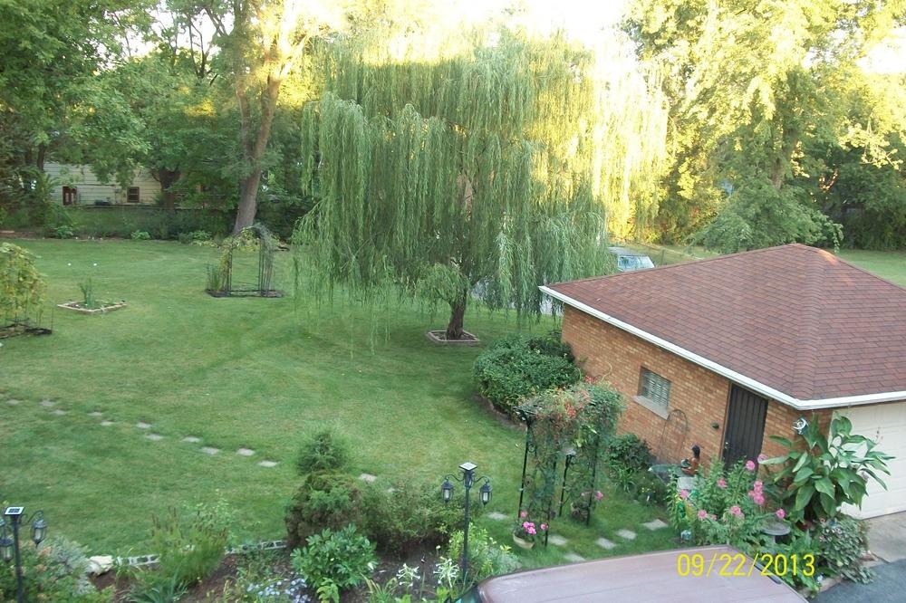 Photo of Weeping Willow (Salix babylonica) uploaded by Hazelcrestmikeb