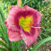 Photo Courtesy of Valley Of The Daylilies. Used with Permission.