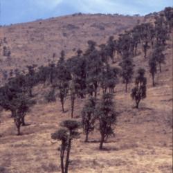 Location: Ngorongoro Crater, Tanzania
Date: November 1996