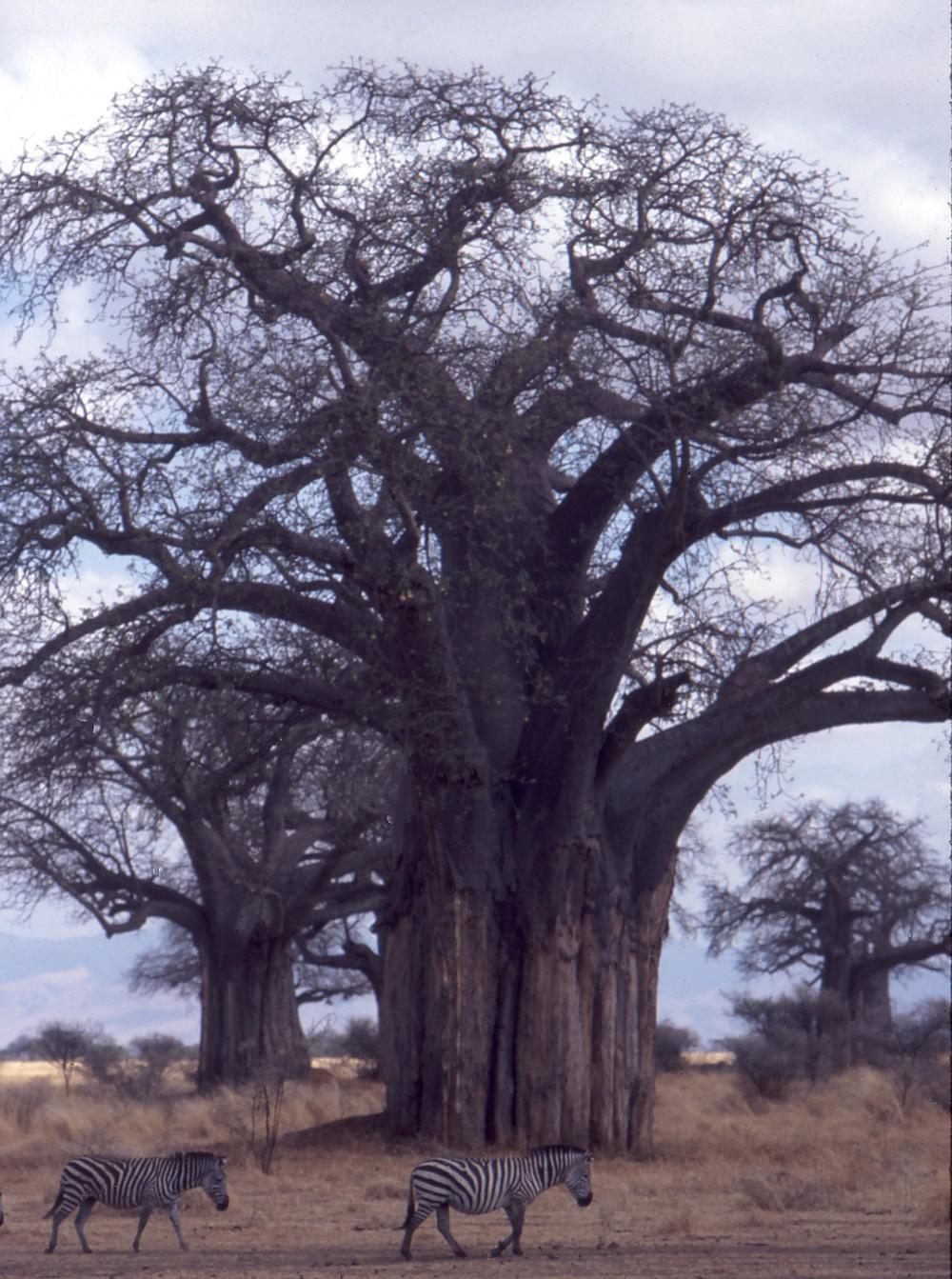 Photo of Baobab (Adansonia digitata) uploaded by KentPfeiffer