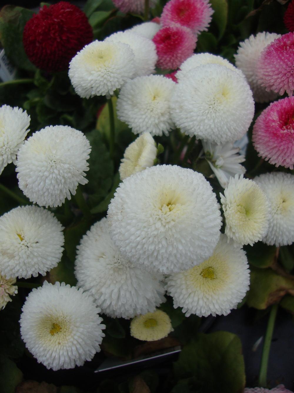 Photo of English Daisy (Bellis perennis 'Super Enorma Mix') uploaded by Paul2032
