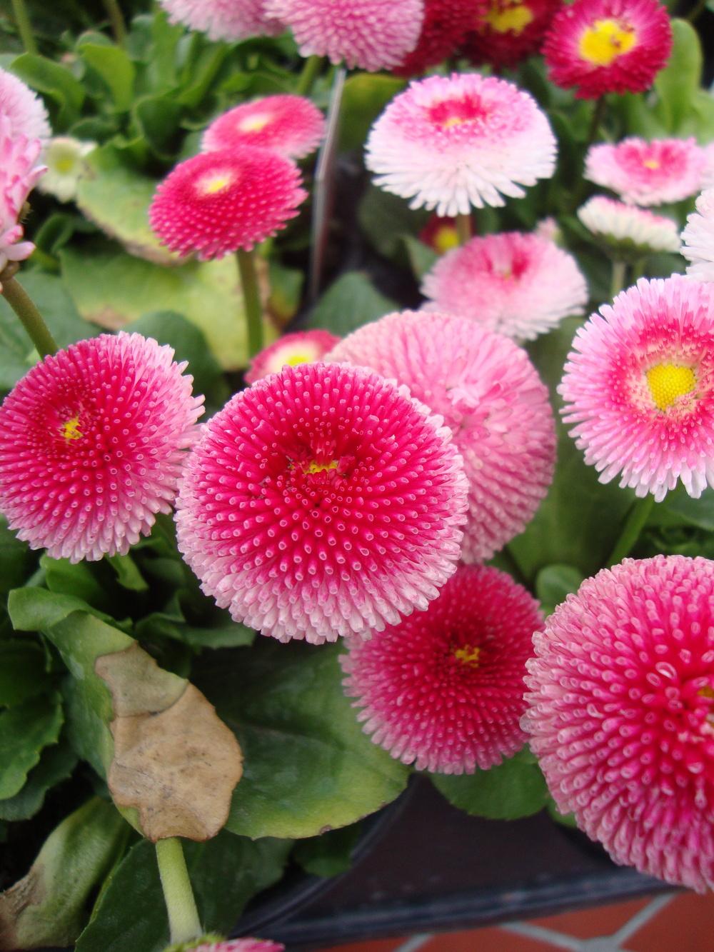 Photo of English Daisy (Bellis perennis 'Super Enorma Mix') uploaded by Paul2032