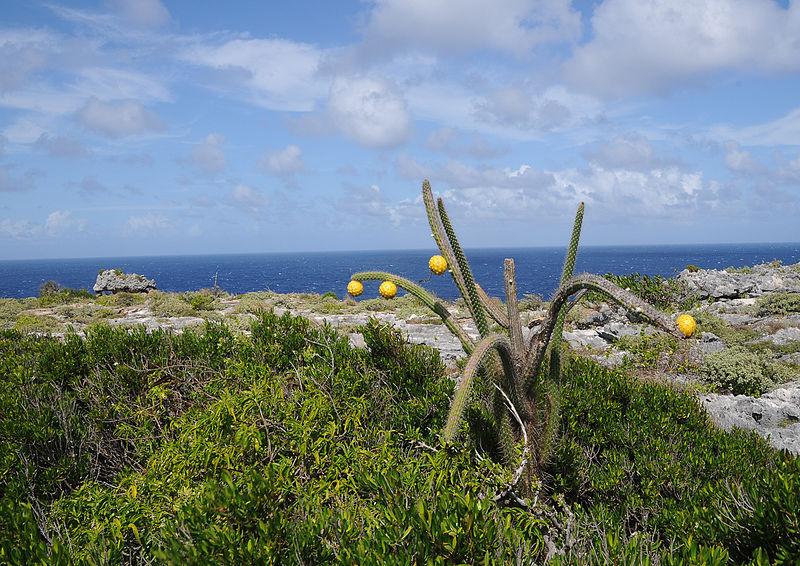 Photo of Puerto Rico Applecactus (Harrisia portoricensis) uploaded by SongofJoy