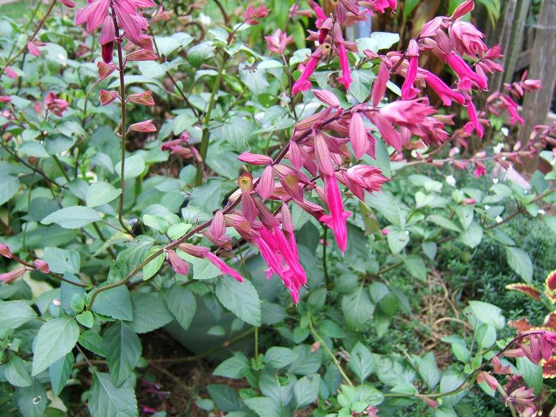 Photo of Salvia 'Wendy's Wish' uploaded by pirl