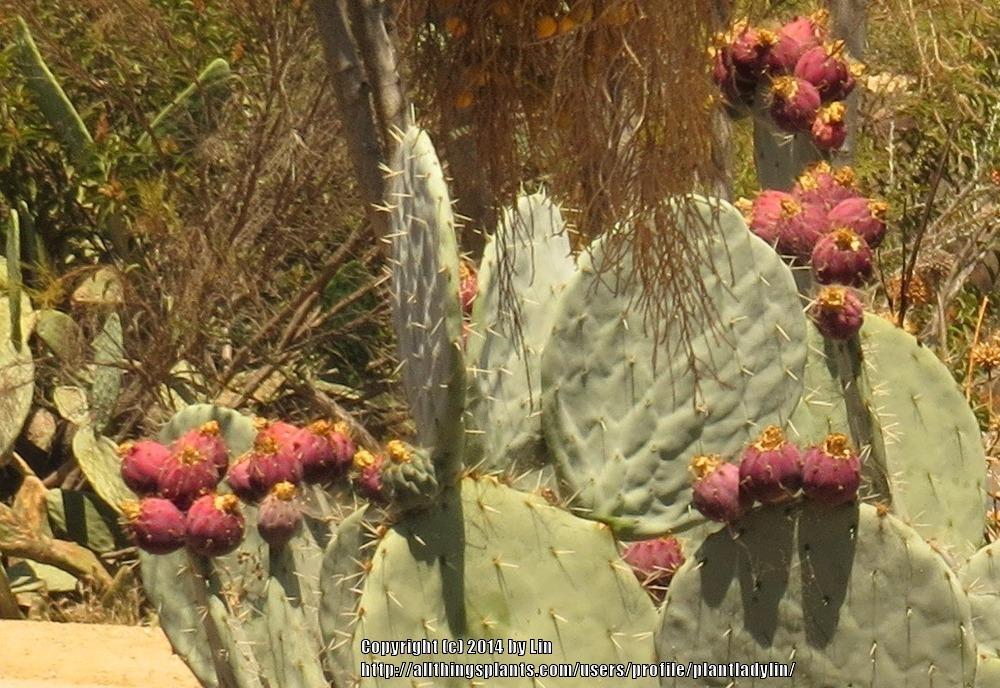 Photo of Prickly Pears (Opuntia) uploaded by plantladylin