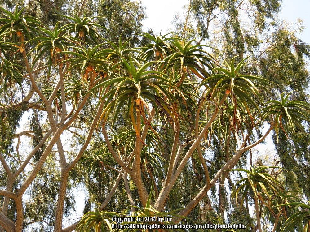 Photo of Giant Tree Aloe (Aloidendron barberae) uploaded by plantladylin