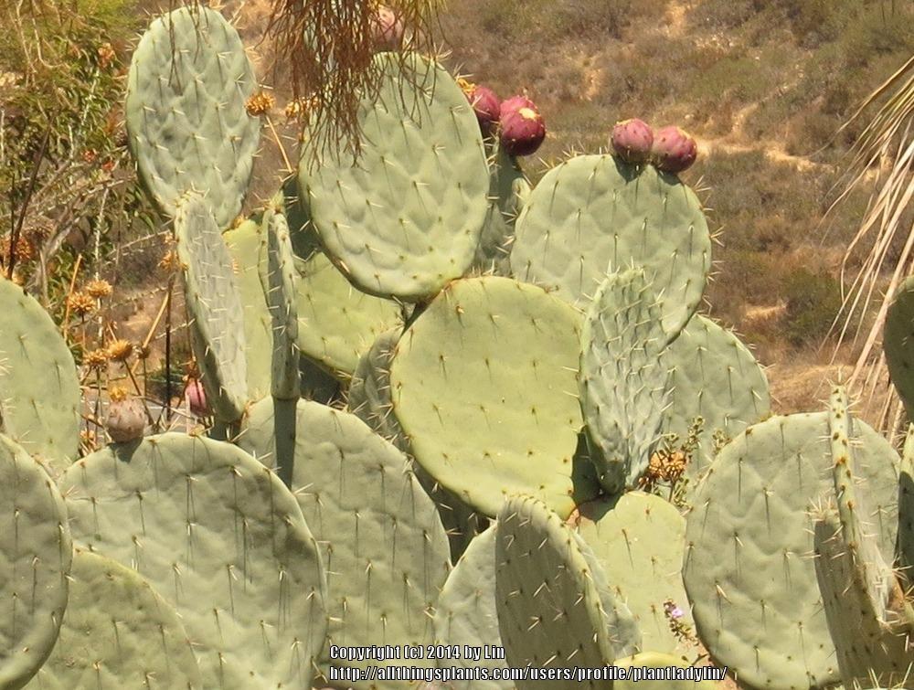 Photo of Prickly Pears (Opuntia) uploaded by plantladylin