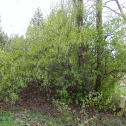 Location: Cedarhome, Washington
Date: 2014-04-03
Colonizing around mature trees