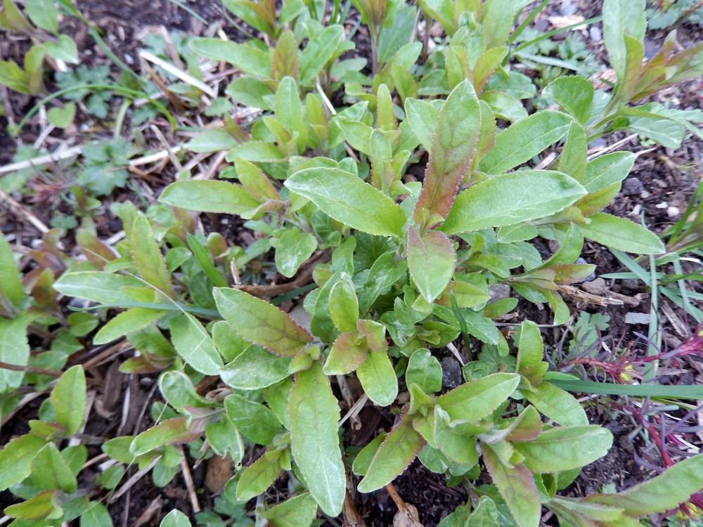 Photo of Salvia (Salvia nemorosa 'Ostfriesland') uploaded by Bonehead