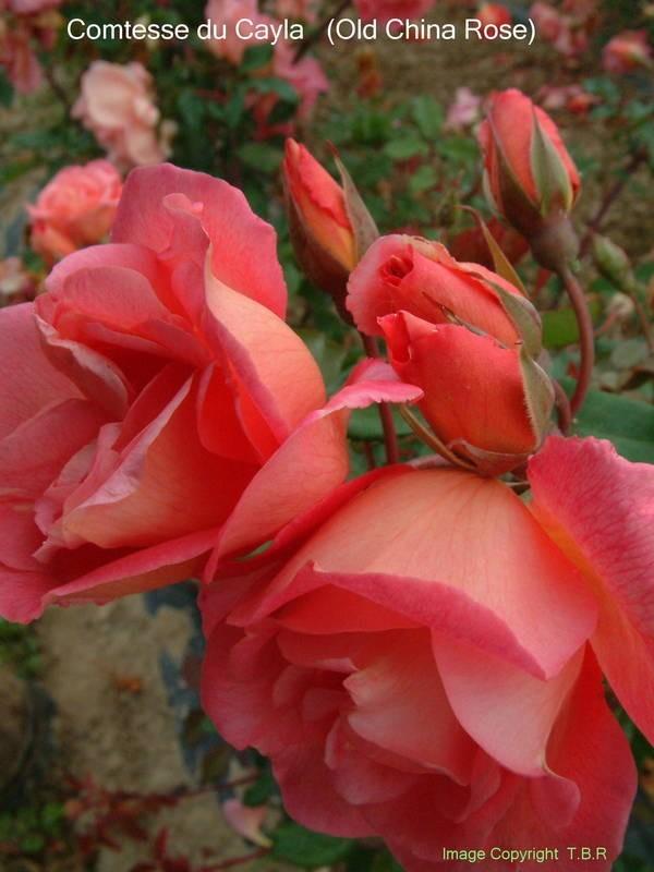 Photo of Rose (Rosa 'Comtesse du Cayla') uploaded by Calif_Sue