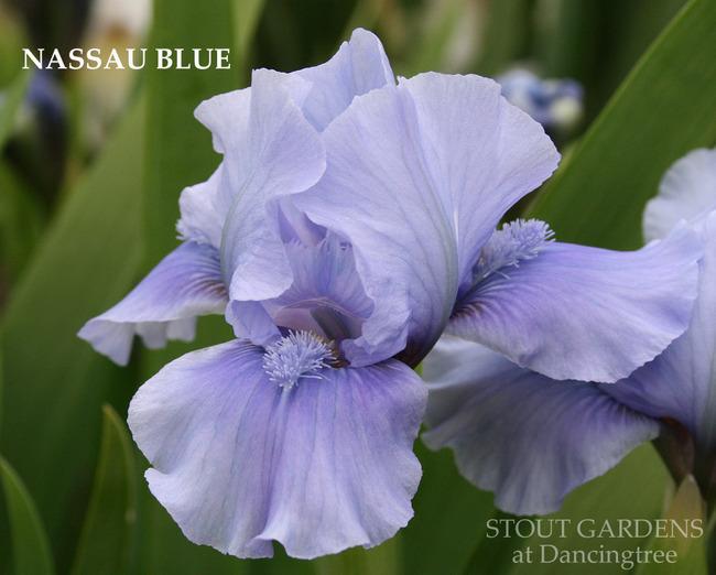 Photo of Standard Dwarf Bearded Iris (Iris 'Nassau Blue') uploaded by Calif_Sue