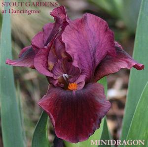 Photo of Standard Dwarf Bearded Iris (Iris 'Minidragon') uploaded by Calif_Sue