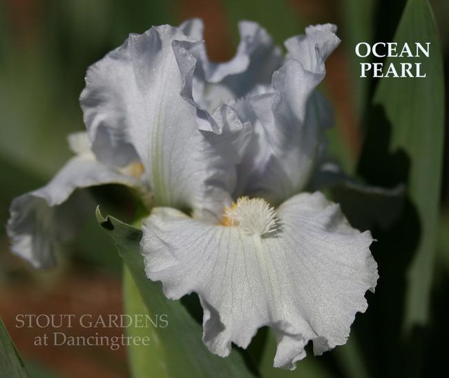 Photo of Standard Dwarf Bearded Iris (Iris 'Ocean Pearl') uploaded by Calif_Sue