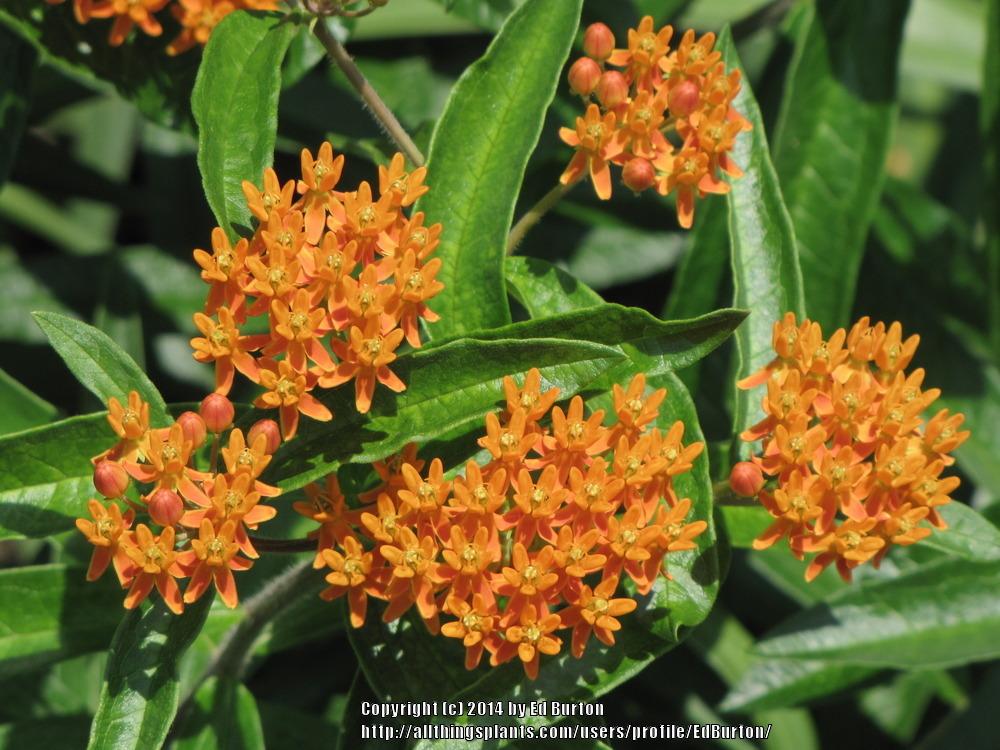 Photo of Butterfly Weed (Asclepias tuberosa 'Gay Butterflies') uploaded by EdBurton
