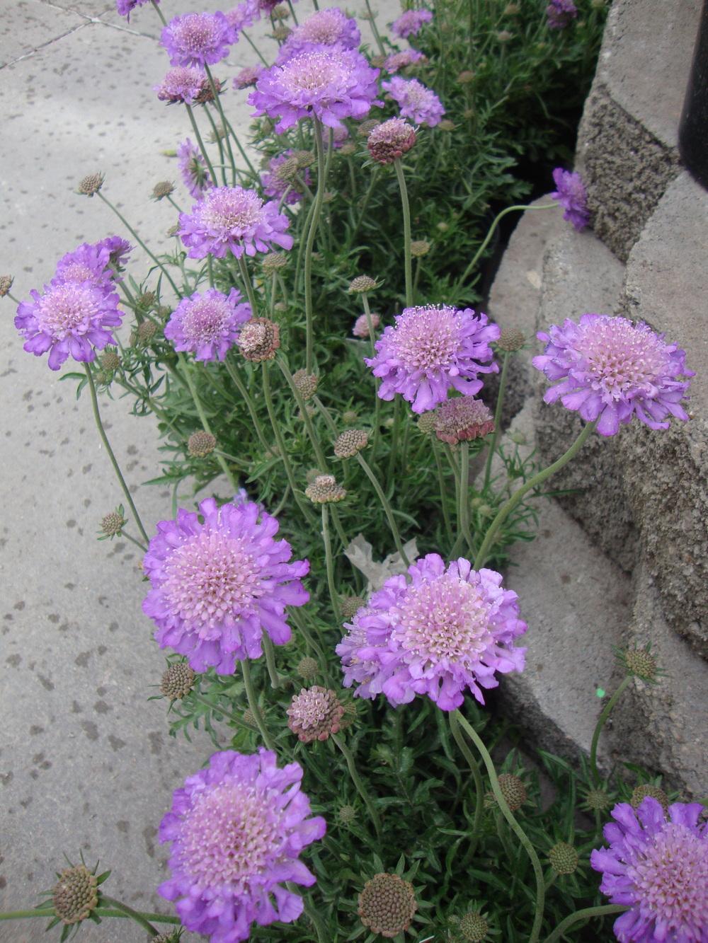 Photo of Pincushion Flower (Scabiosa columbaria 'Butterfly Blue') uploaded by Paul2032