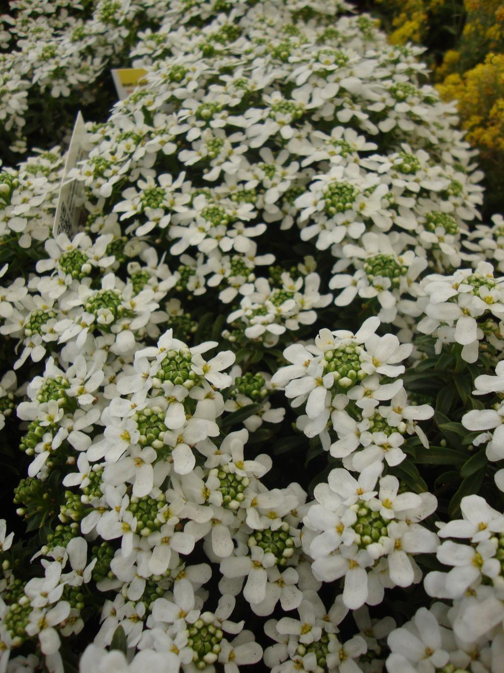 Photo of Evergreen Candytuft (Iberis sempervirens) uploaded by Paul2032