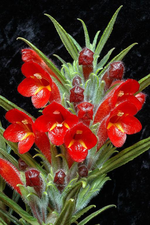 Photo of Columnea flexiflora uploaded by SongofJoy