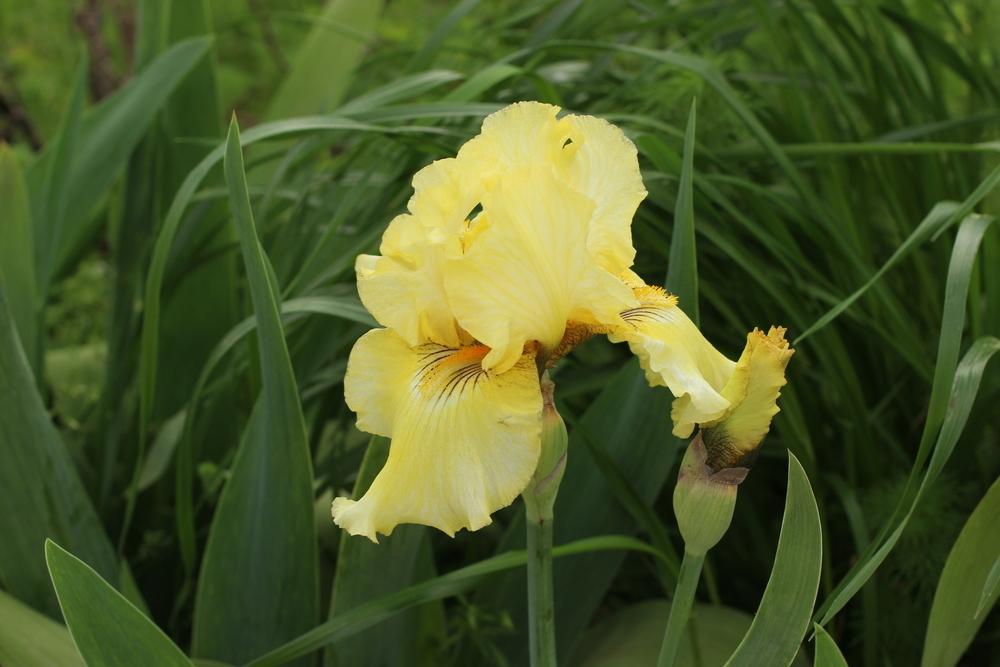 Photo of Irises (Iris) uploaded by dave