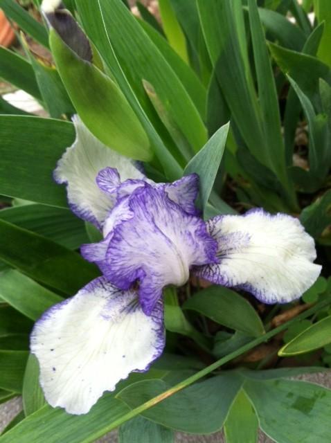 Photo of Standard Dwarf Bearded Iris (Iris 'Stitch Witch') uploaded by grannysgarden