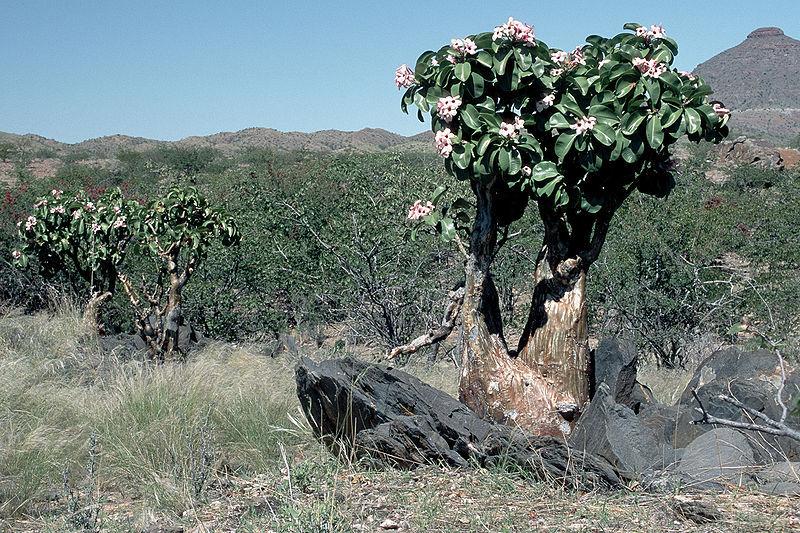 Photo of Desert Rose (Adenium obesum subsp. boehmianum) uploaded by robertduval14