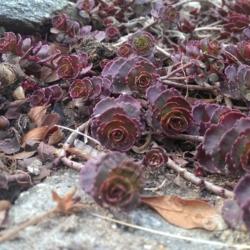 Location: Baltimore, MD
Date: Early Spring
Sedum spurium 'Fuldaglut' early Spring color
