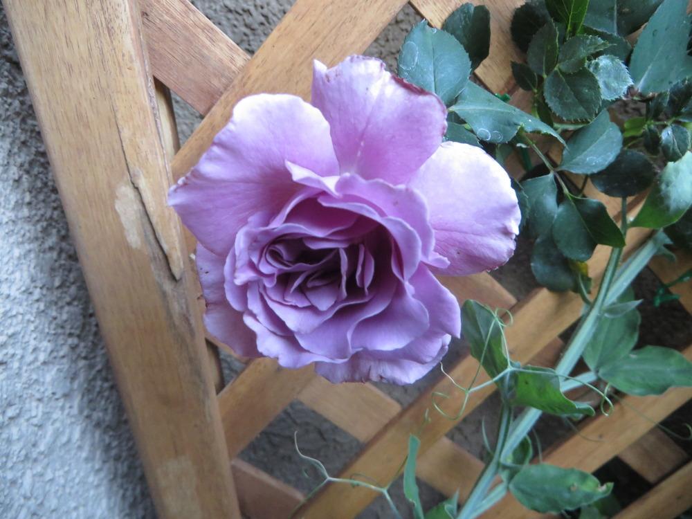 Photo of Rose (Rosa 'Angel Face, Cl.') uploaded by JulieB