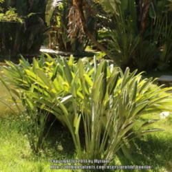 Location: Botanical Garden, Rio de Janeiro, Brazil
Date: 2014-02-03