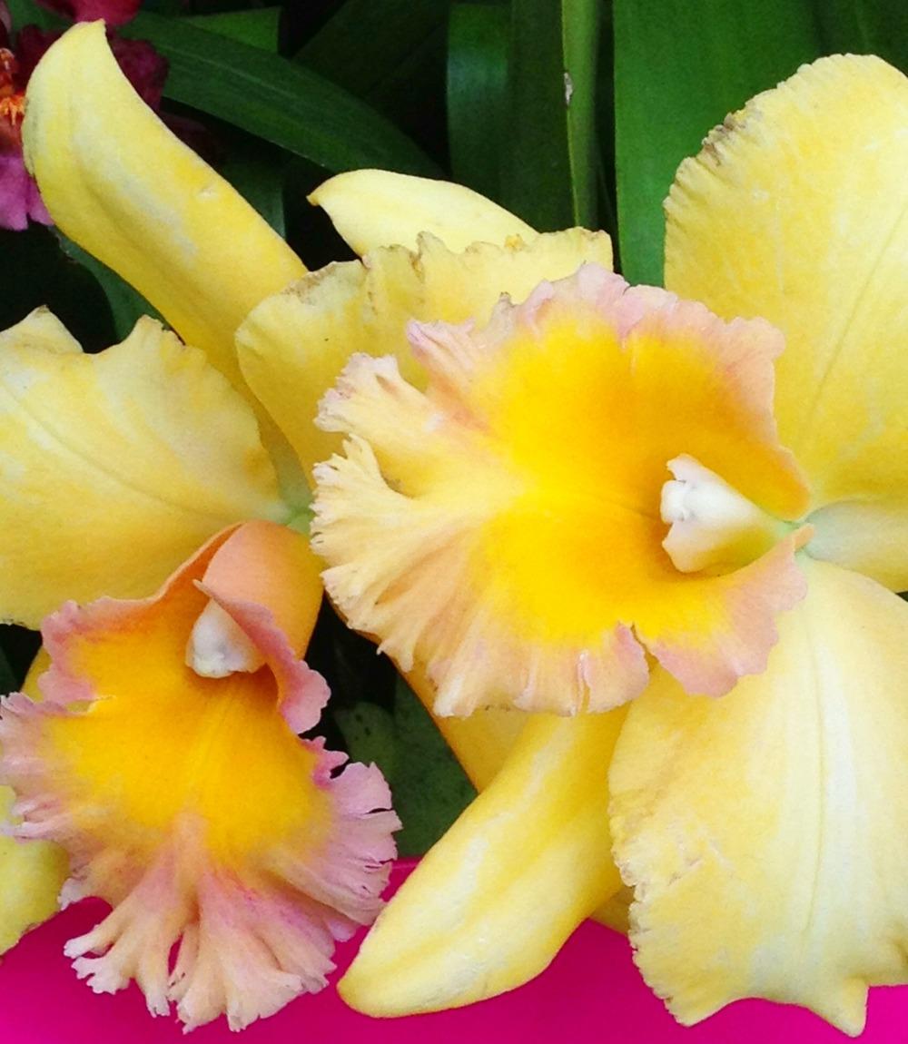 Photo of Orchid (Cattleya) uploaded by bxncbx