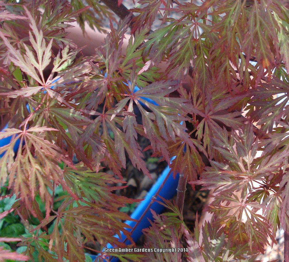 Photo of Cutleaf Japanese Maple (Acer palmatum 'Orangeola') uploaded by lovemyhouse
