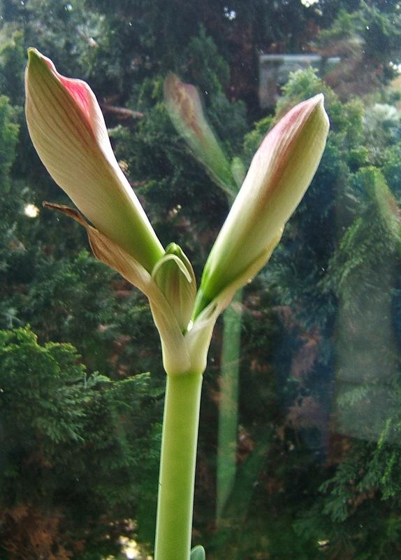 Photo of Amaryllis (Hippeastrum 'Apple Blossom') uploaded by pirl