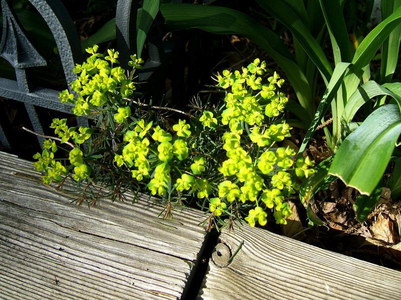 Photo of Cypress Spurge (Euphorbia cyparissias 'Fen's Ruby') uploaded by pirl