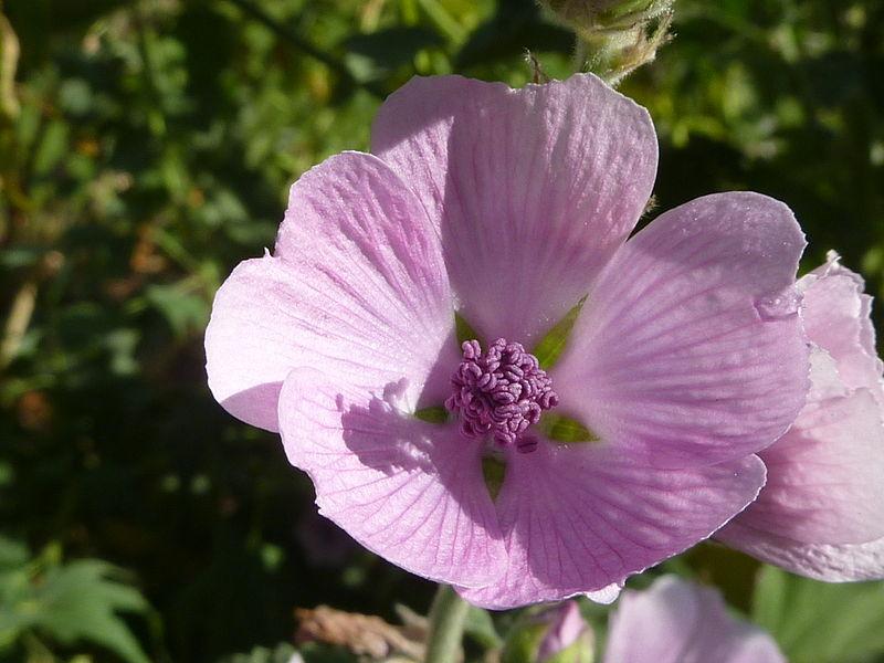 Photo of Marsh Mallow (Althaea officinalis) uploaded by robertduval14