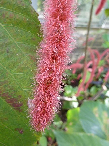 Photo of Chenille Plant (Acalypha hispida) uploaded by robertduval14