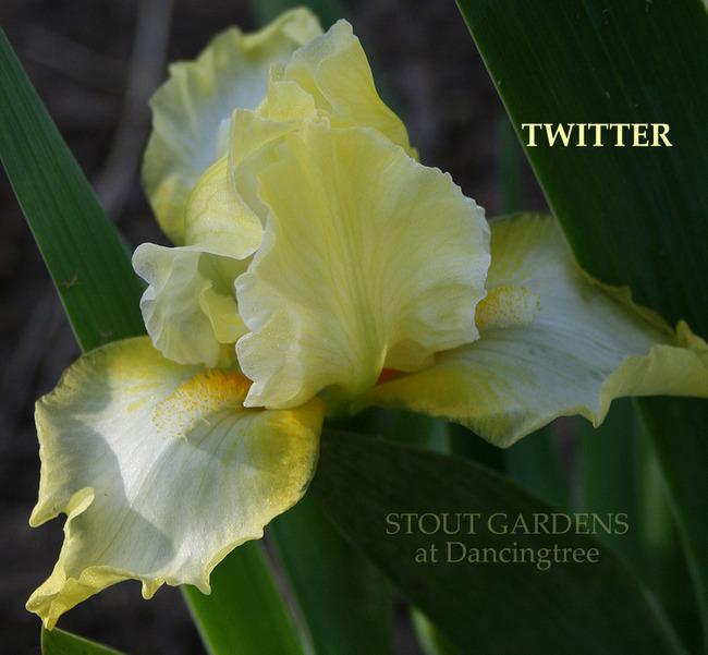 Photo of Standard Dwarf Bearded Iris (Iris 'Twitter') uploaded by Calif_Sue