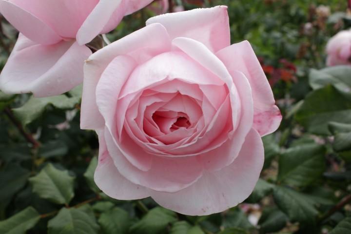 Photo of Rose (Rosa 'Nahema') uploaded by Calif_Sue