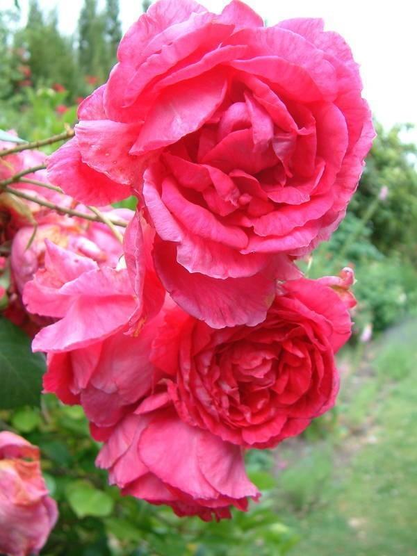 Photo of Rose (Rosa 'Parade') uploaded by Calif_Sue
